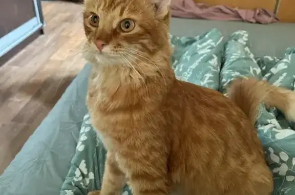 Пропала кошка, ул. 9 Мая, 2, Химки