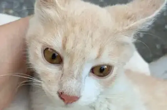 Кошка найдена на Грибоедова, 19, Геленджик