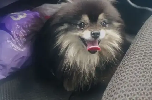 Найдена собака, Челябинск, фото: Найден шпиц, Тяговая ул, 1, Челябинск