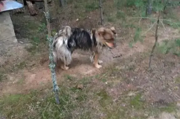 Пропала собака