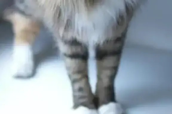 Кошки потеряшки, Москва, фото: Потеряшка кошка, Донская ул. 18/7 с1, Москва