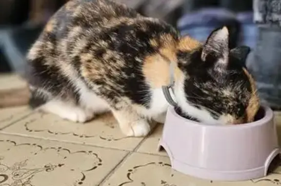 Найдена кошка, , фото: Кошка найдена: 46Н-10508, 3, Глинково