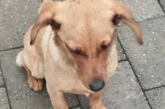 Найдена собака, Калининград, фото: Собака найдена: Красивая ул., 47, Калининград