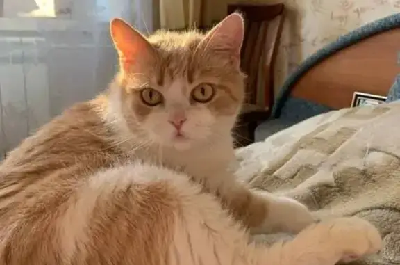 Объявления о пропавших и найденных животных, Сортавала, фото: Пропала кошка, Советская ул., 3А, Сортавала