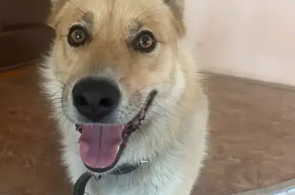 Собака найдена: Социалистический 116, Барнаул