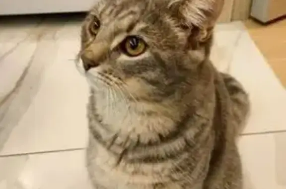 Пропала кошка, 10-й проезд Мясново, Тула