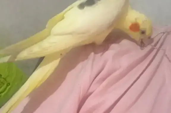 Пропала Корелла, Ангарская ул., Симферополь