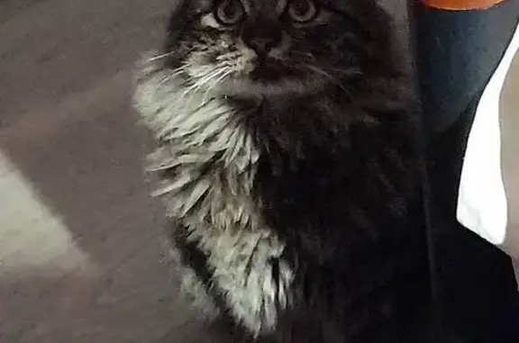 Пропала кошка, Кривой Рог, ул. Коновальця 4 - photo