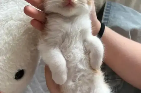 Котенок найден: ул. Архитекторов, 5, Томск