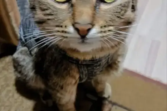 Кошки потеряшки, Северодвинск, фото: Потеряшка кошка, ул. Ломоносова, 59, Северодвинск