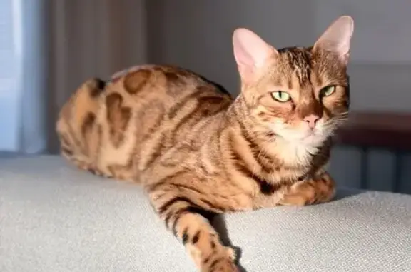 Потерянные животные Нижний Новгород, фото: Пропала кошка Рыся, 289А, Н. Новгород