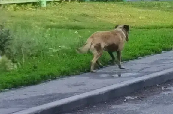 Собака найдена на 21-й Амурской, Омск