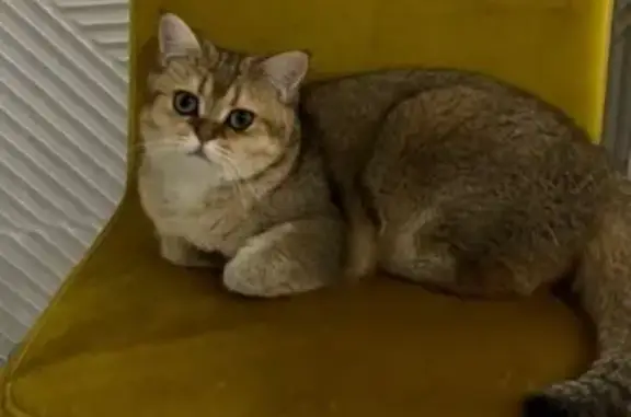Пропала кошка, Заречная ул, 3, Марусино