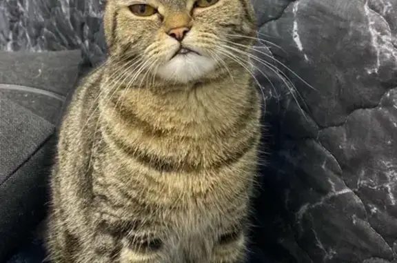 Кошки потеряшки, Губаха, фото: Потеряшка кошка, Октябрьский пр., 14, Губаха