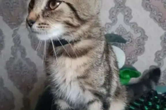 Кошки потеряшки, Абаза, фото: Потеряшка кошка Кузя, Вокзальная 2, Абаза