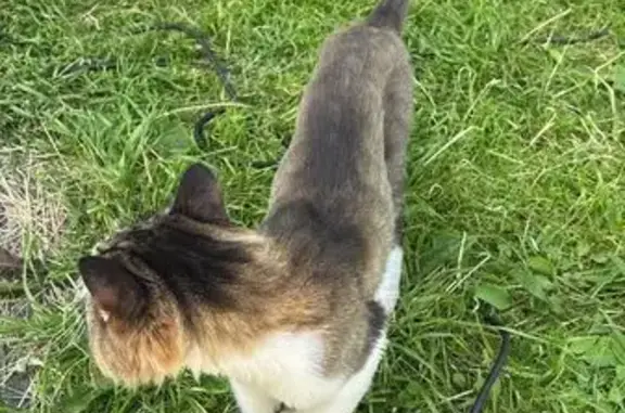 Найдена кошка, Надеждинский сельсовет, фото: Кошка найдена: Надеждинский с/с, Башкортостан