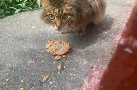 Найдена кошка, Нагорная ул., Москва
