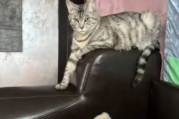Пропала кошка Моника, Батюшкова 2.