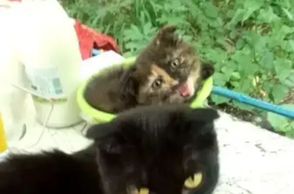 Кошки потеряшки, Валуйки, фото: Потеряшка кошка, ул. Толстого, 23, Валуйки