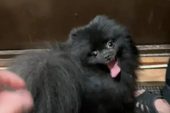 Найдена собака, Иваново, фото: Черный шпиц найден: 2-я Берёзниковская, 19