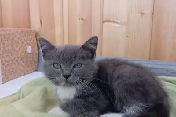 Найдена кошка, , фото: Котёнок найден на 5-я Рабочая, 70, Омск