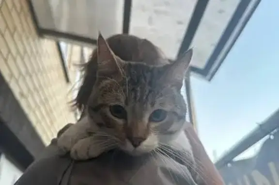 Кошка найдена: Заполярная ул, 39 к9