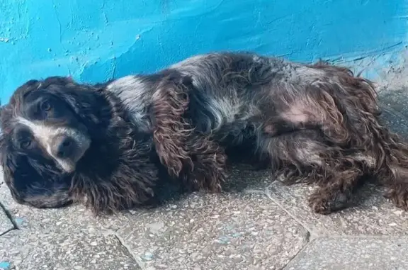 Найдена собака, Астрахань, фото: Собака найдена: Волгоградская 85А, Астрахань