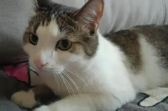 Кошки потеряшки, Владимир, фото: Потеряшка кошка, ул. Энергетиков, 6Б, Владимир