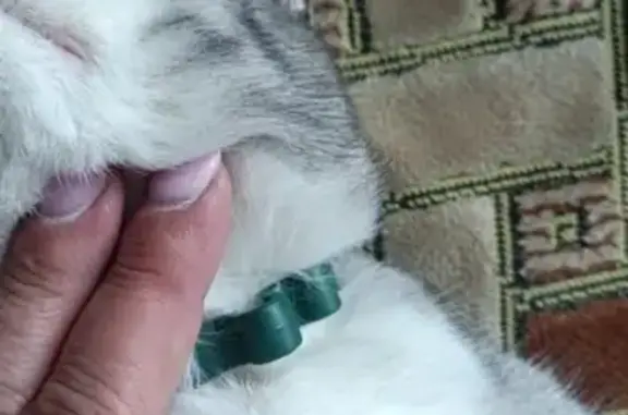 Кошка найдена: 5-я Кордная, Омск