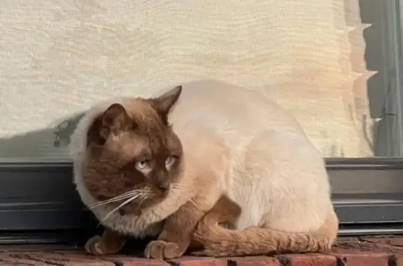 Пропала кошка