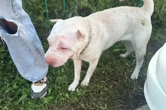 Найдена собака, Барнаул, фото: Пропала собака, ул. 280-летия Барнаула, 21