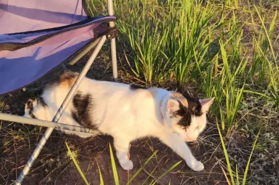 Пропала кошка, озеро Белё, Шира-Новосёлово