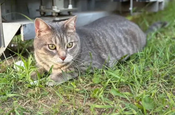 Кошки потеряшки, Костромская область, фото: Потеряшка кошка, Ильинское, Костромская обл.