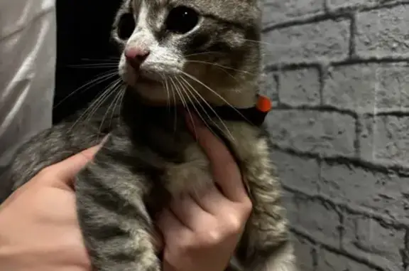 Кошка найдена: 2-я Рабочая 17, Томск