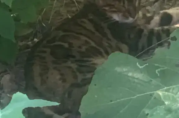 Найдена кошка, Киров, фото: Кошка найдена: Октябрьский пр. 116Б, Киров