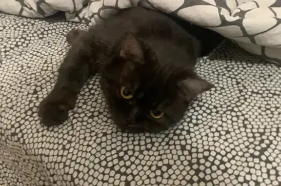 Кошки потеряшки, Петрозаводск, фото: Потеряшка черная кошка, Балтийская 39