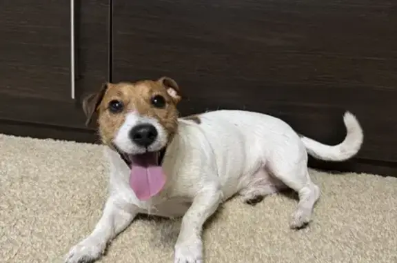 Найдена собака, Студенческая 28, Пермь