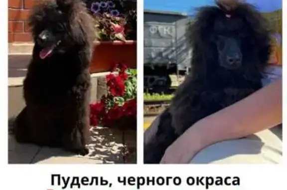 Пропала собака, Москва