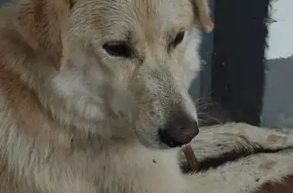 Найдена собака, Красногорск, фото: Собака найдена: Железнодорожная 34А