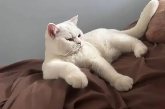 Пропала шотландская кошка, Фасадная 27