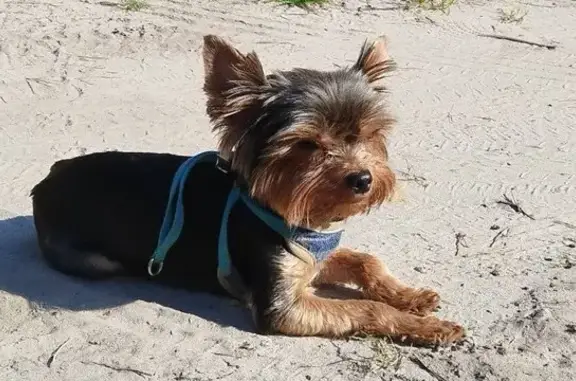 Собаки потеряшки, Северодвинск, фото: Потеряшка собака, Железнодорожная 16/8