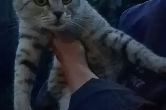 Найдена кошка, Барнаул, фото: Котёнок найден на Полярной, 11, Барнаул