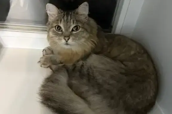 Найдена кошка, ул. Ленина, 54, Красноярск