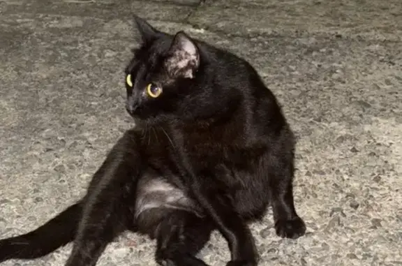 Найдена кошка, Абакан, фото: Найдена кошка, ул. Торосова, 15, Абакан