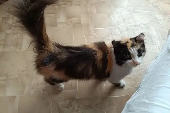 Кошка найдена у дома 93, ул. 60 лет Октября