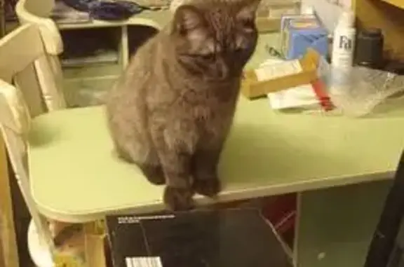 Пропала кошка, Пушкино