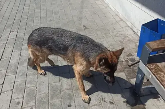 Пропала собака, Уфа