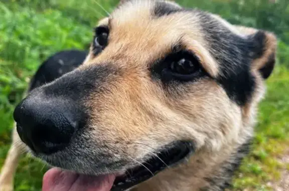 Собака найдена: ул. Вейнбаума, Красноярск