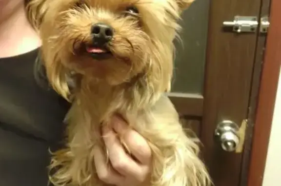 Найдена собака, Санкт-Петербург, фото: Найдена собака, ул. Трефолева, СПб