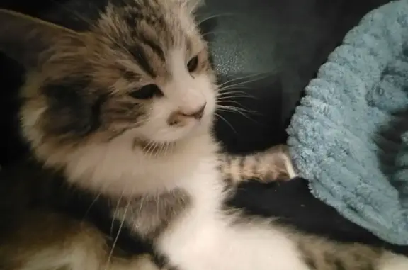 Кошки потеряшки, Тбилиси, фото: Потеряшка кот Барсик, ул. О. Чиладзе, 166